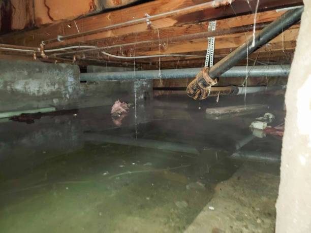 Best Mold removal after water damage  in West Pleasant View, CO